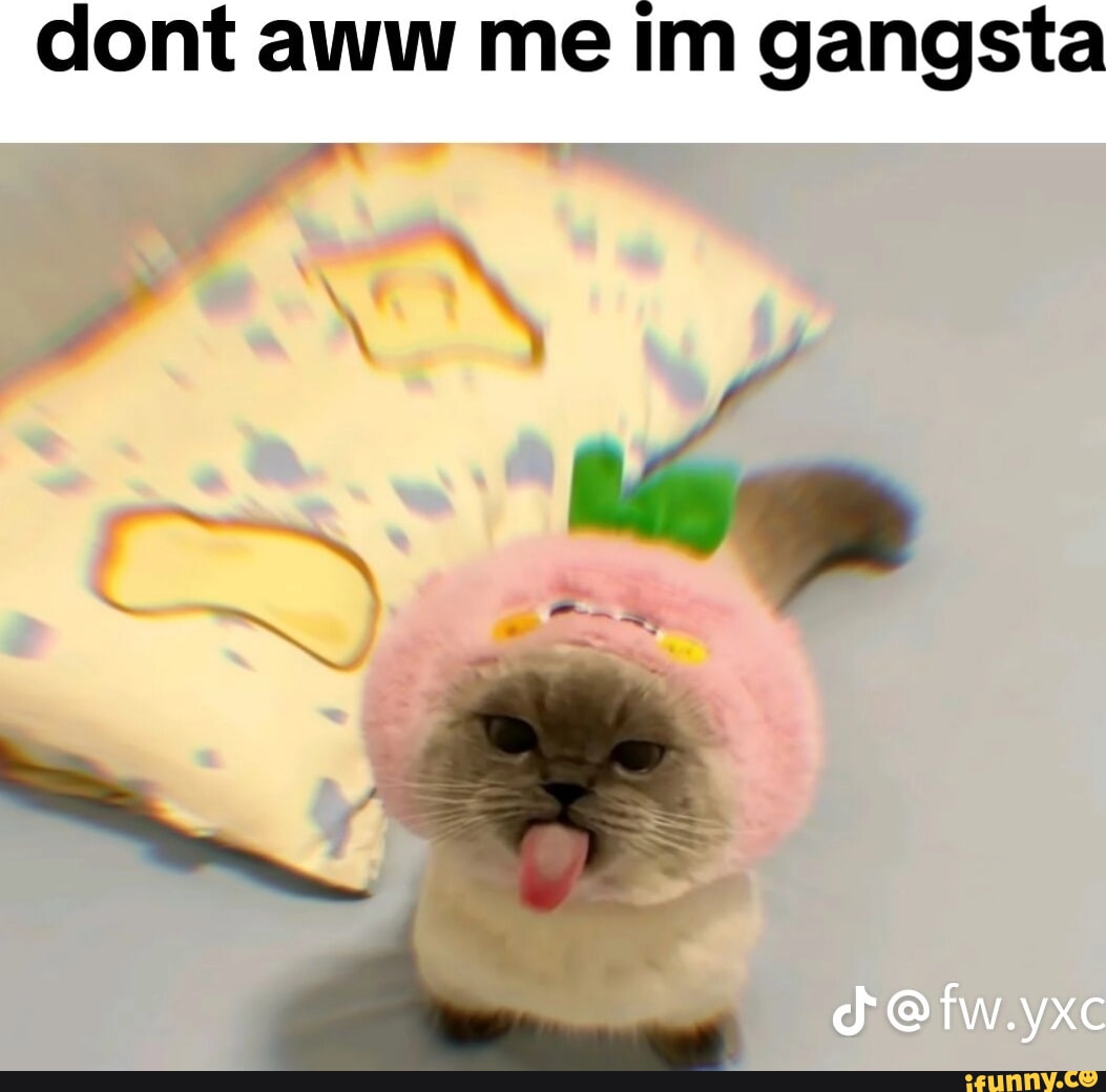 Dont aww me im gangsta hs 