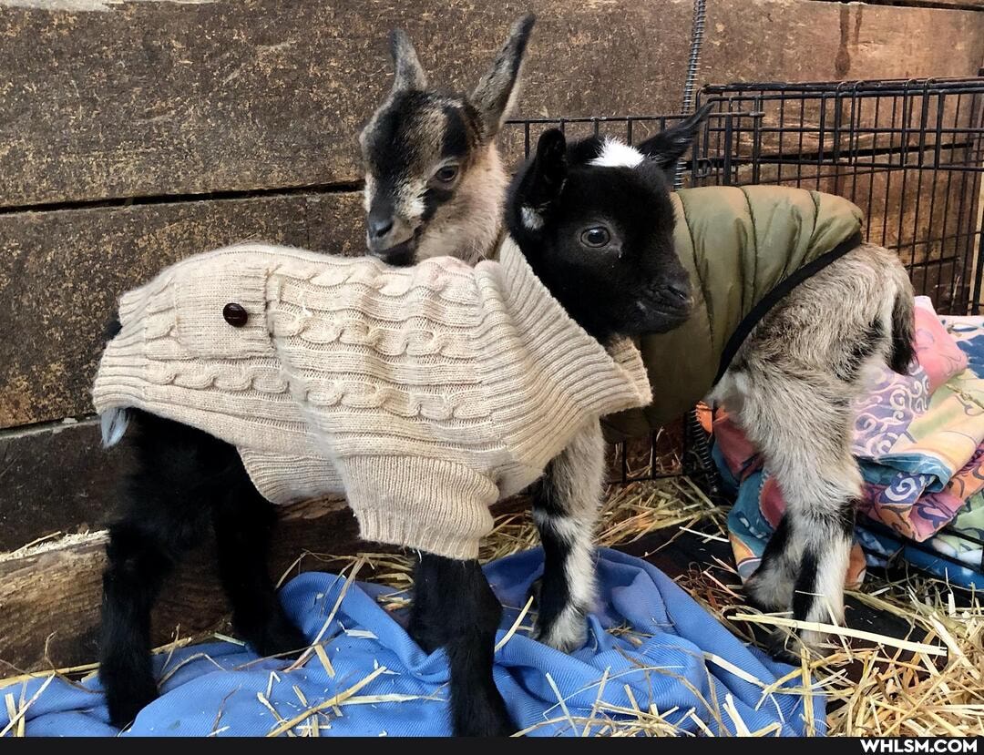 goats, wholesome