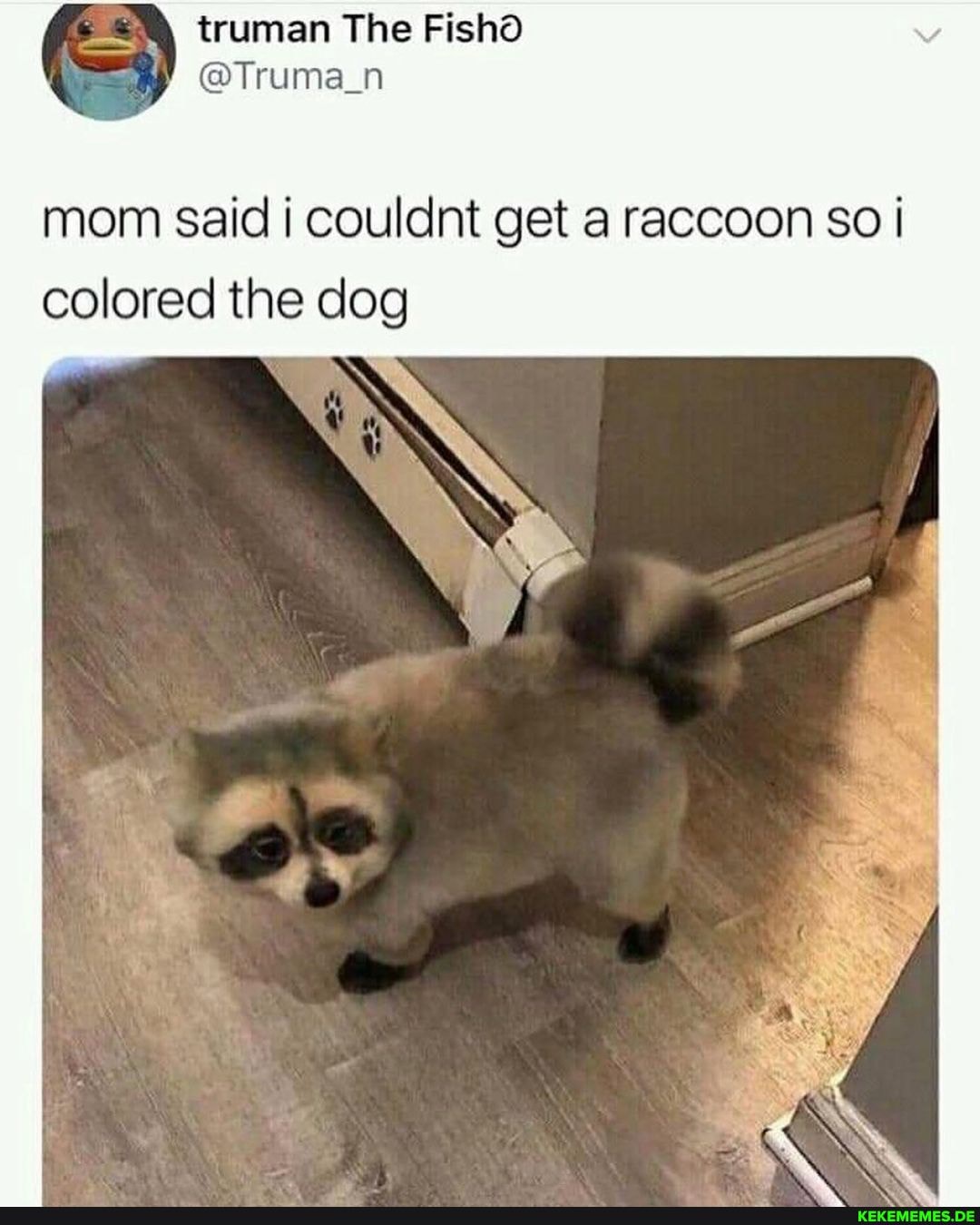 truman The Fishd @Truma_n mom said couldnt get a raccoon so I colored the dog