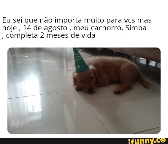 Eu sei que não importa muito para vcs mas hoje, 14 de agosto, meu cachorro, Simba
, completa 2 meses de vida