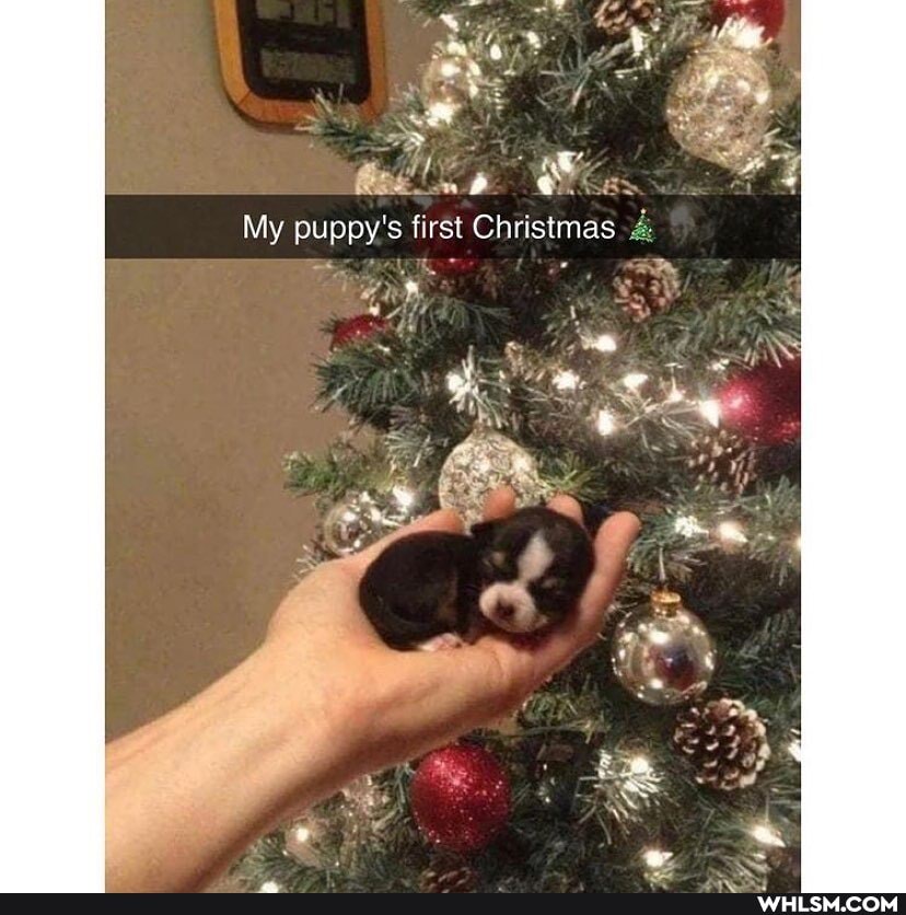My puppy's first Christmas