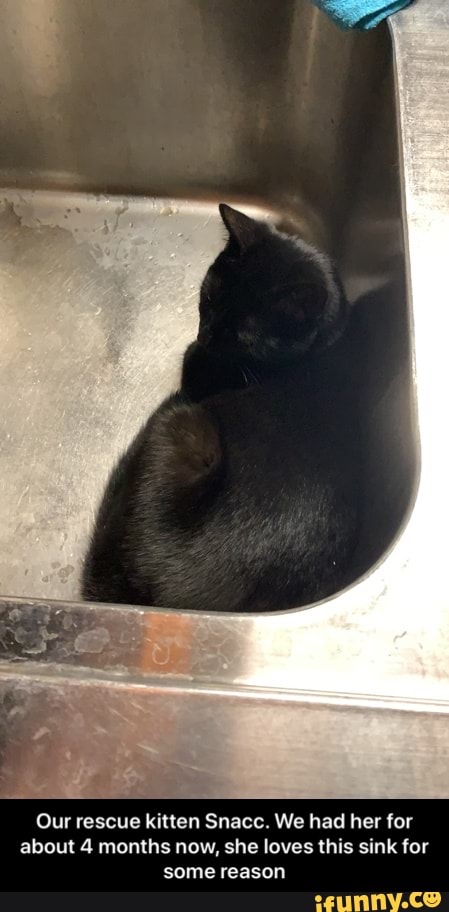 Our rescue kitten Snacc. We had her for about 4 months now, she loves this sink for some reason - Our rescue kitten Snacc. We had her for about 4 months now, she loves this sink for some reason
