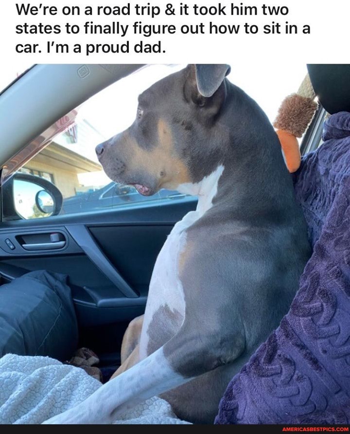 We're on a road trip & it took him two states to finally figure out how to sit ina car. I'm a proud dad.
