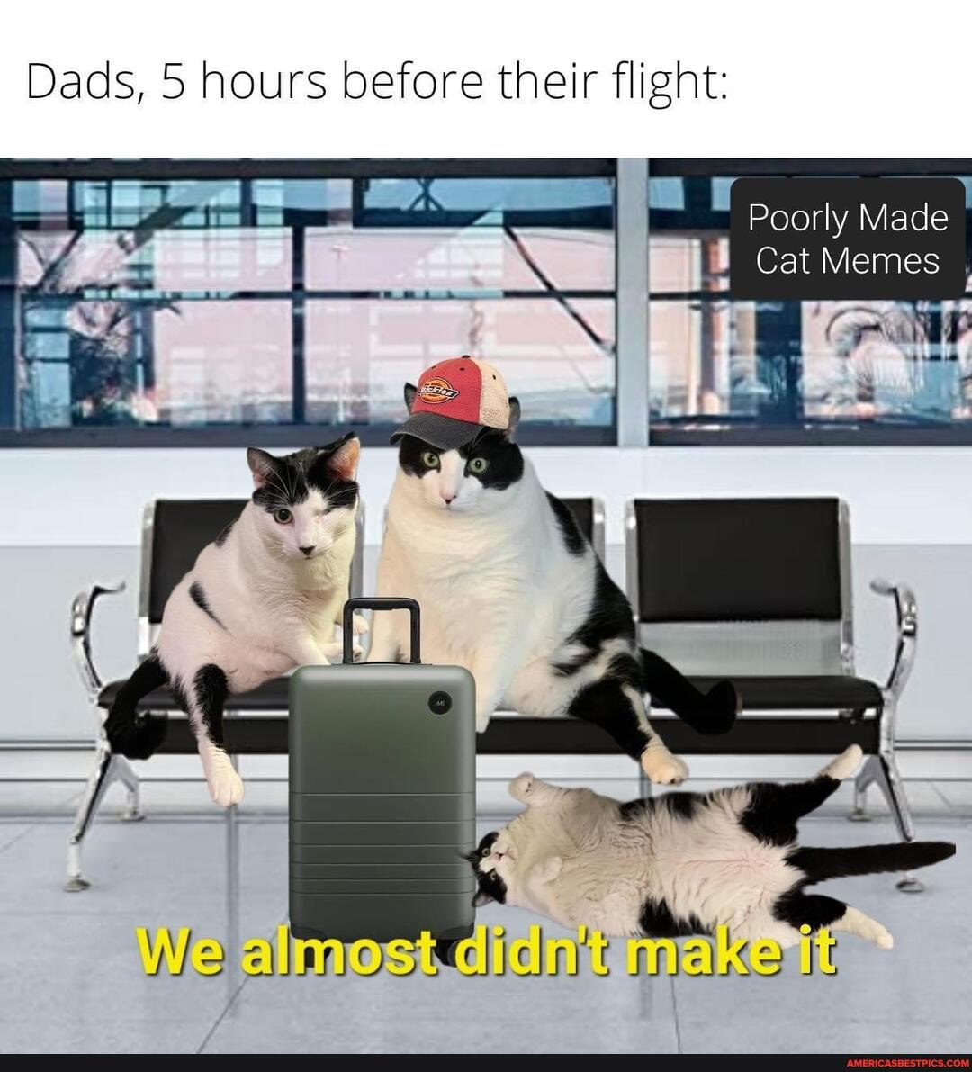 Dads, 5 hours before their flight: Poorly Made Cat Memes , We al ...