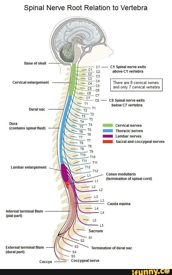 Spinalcord memes. Best Collection of funny Spinalcord pictures on iFunny