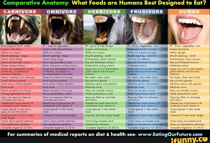 comparative-anatomy-what-foods-are-humans-best-designed-to-eat-car