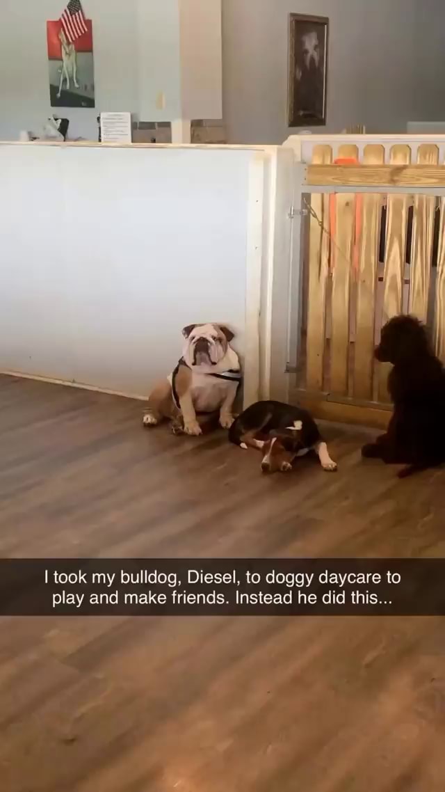 Bulldog memes. Best Collection of funny Bulldog pictures on iFunny