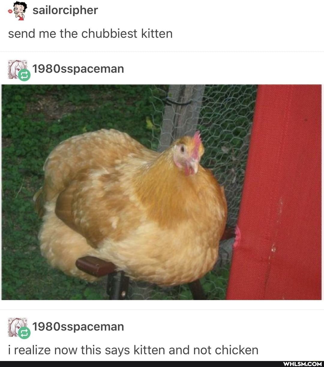 satlorcipher
send me the chubbiest kitten
1980sspaceman
1980sspaceman
realize now this says kitten and not chicken