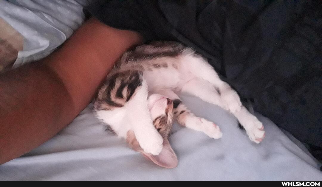 cats, kittens