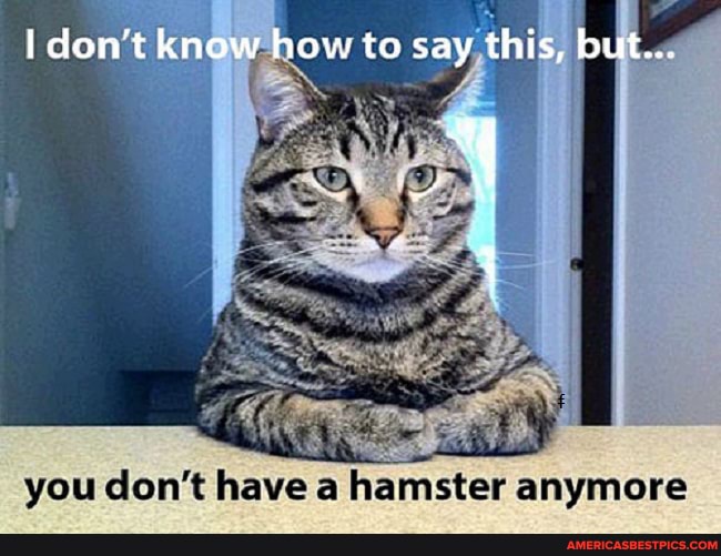 I don't know how ta say this, but...
you cont have hamster anymere