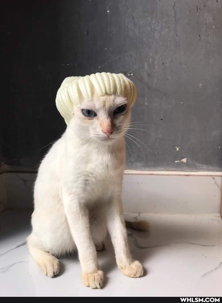 funny, cat, cats