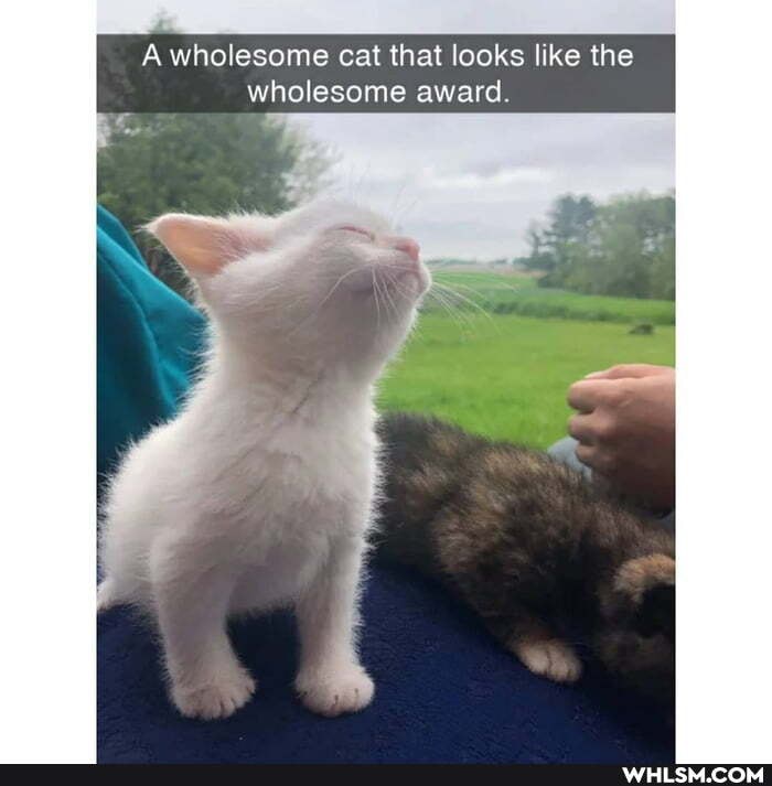 A wholesome cat that looks like the wholesome award.