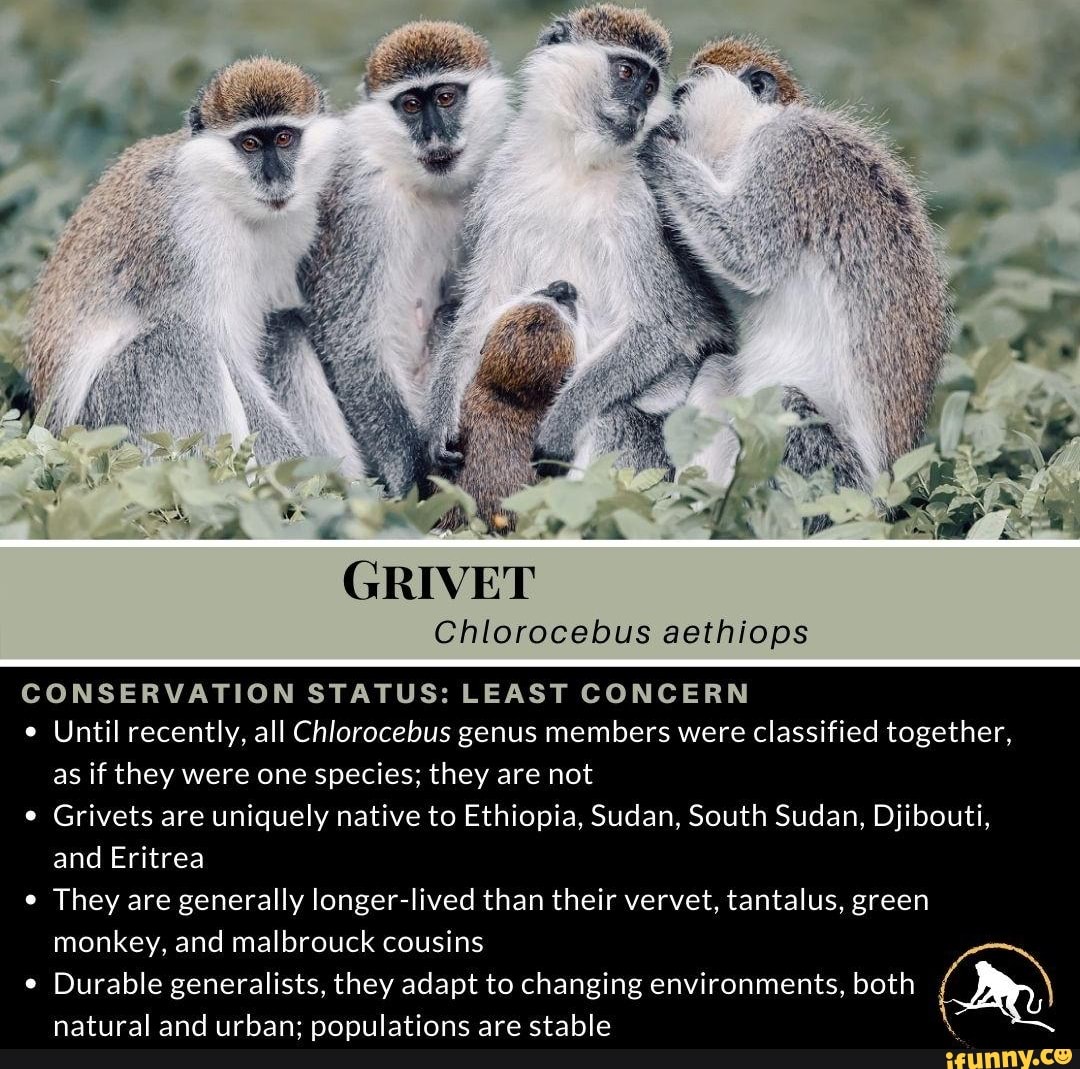 GRIVET Chlorocebus aethiops CONSERVATION STATUS: LEAST CONCERN Until