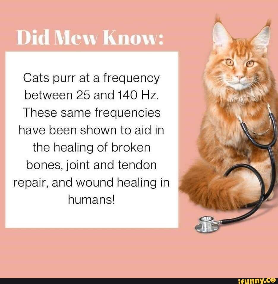 Did Mew Know Cats purr at a frequency between 25 and 140 Hz. These