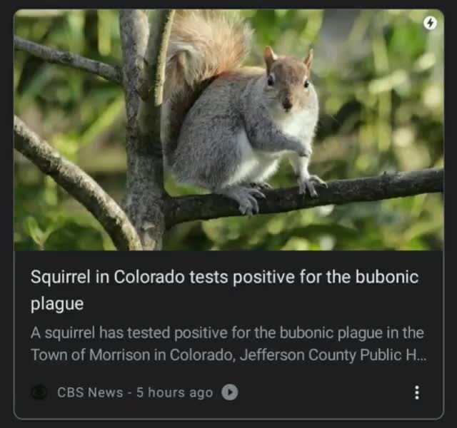 Squirrel in Colorado tests positive for the bubonic plague A squirrel