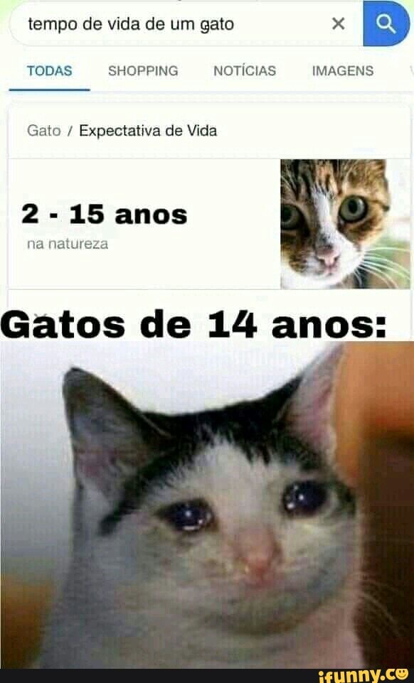 I TODAS SHOPPING NOTICIAS IMAGENS
Gato Expectativa de Vida
Gatos de 14 anos:
