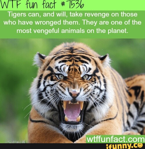 Tun tact Tigers can, and will, take revenge on those who have wronged ...