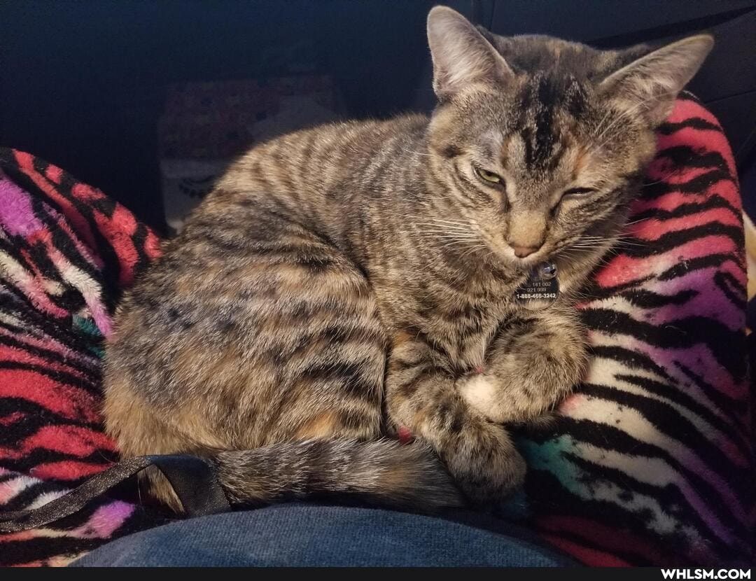 cat, aww, neutral_post