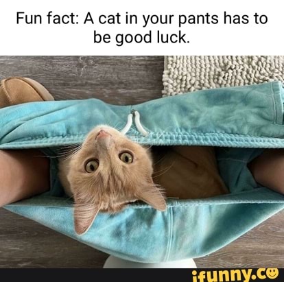 Shep's - Today's serious question....How should cats wear pants!? We are  going with ♥️, what do YOU think? We will be picking a random peep's reply  for a $15 gift card.... #shepstx | Facebook