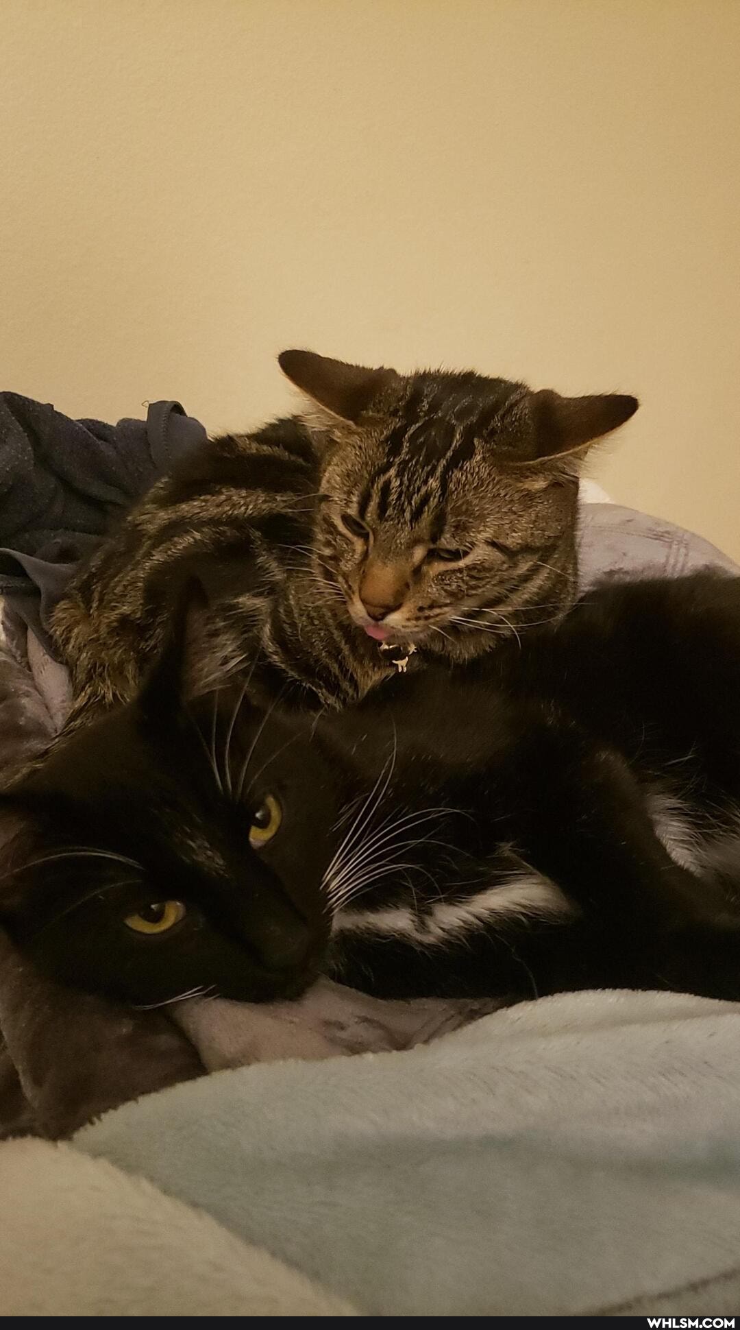 cat, aww