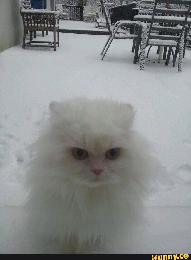 Cats_in_the_snow memes. Best Collection of funny Cats_in_the_snow