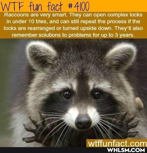 Raccoons are very 'smart. They can open complex locks in under 10 tries, and can still repeat the process if the locks are rearranged or turned upside down. They'l also remember solutions to problems for up to 3 years.