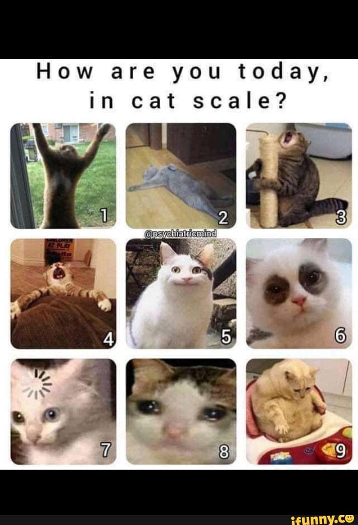 How are you today, in cat scale? iFunny
