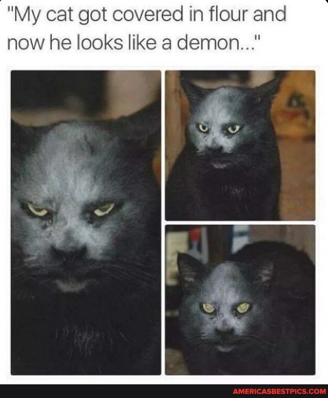 "My cat got covered in flour and now he looks like a demon..."
