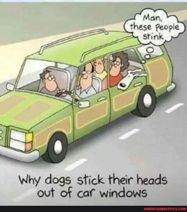 Man, in
Why dogs stick their heads out of cat windows