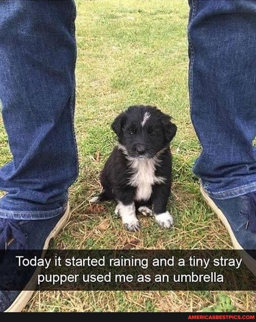 Today it started raining and a tiny stray pupper used me as an umbrella