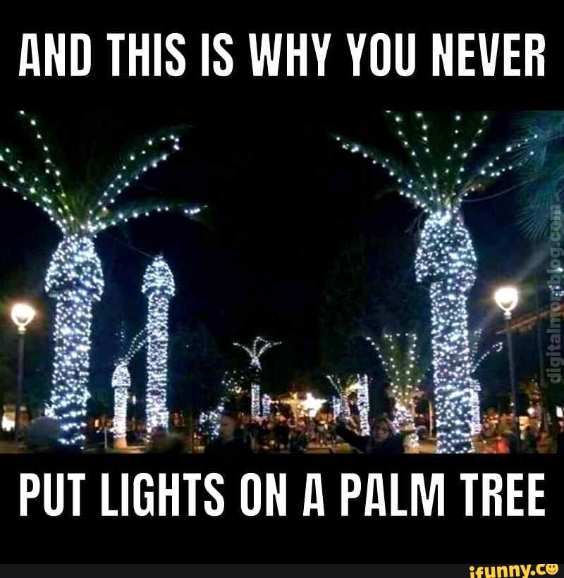 AND THIS IS WHY YOU NEVER PUT LIGHTS ON PALM TREE iFunny Brazil