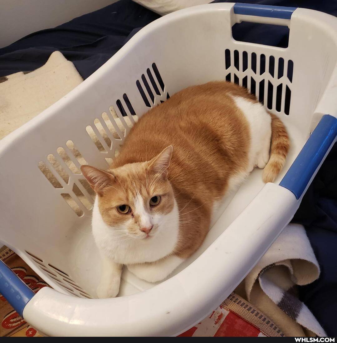 cat, aww, lazyass