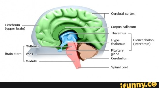 Cerebral Cortex Cerebrum (upper Brain) Corpus Callosun 'thalamus 