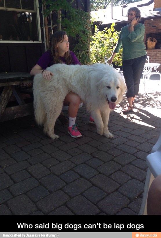 Who said big dogs can't be lap dogs - Who said big dogs can't be lap dogs