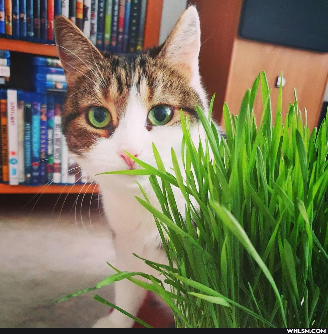 cat, cats
