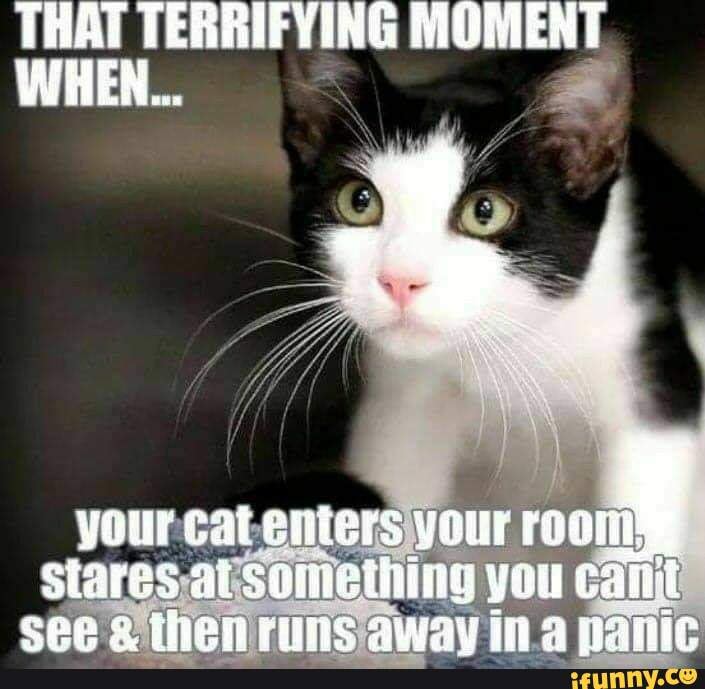 THAT TERRIFYING MOMENT WHER your cat ciiers your stares al Somethiig ...