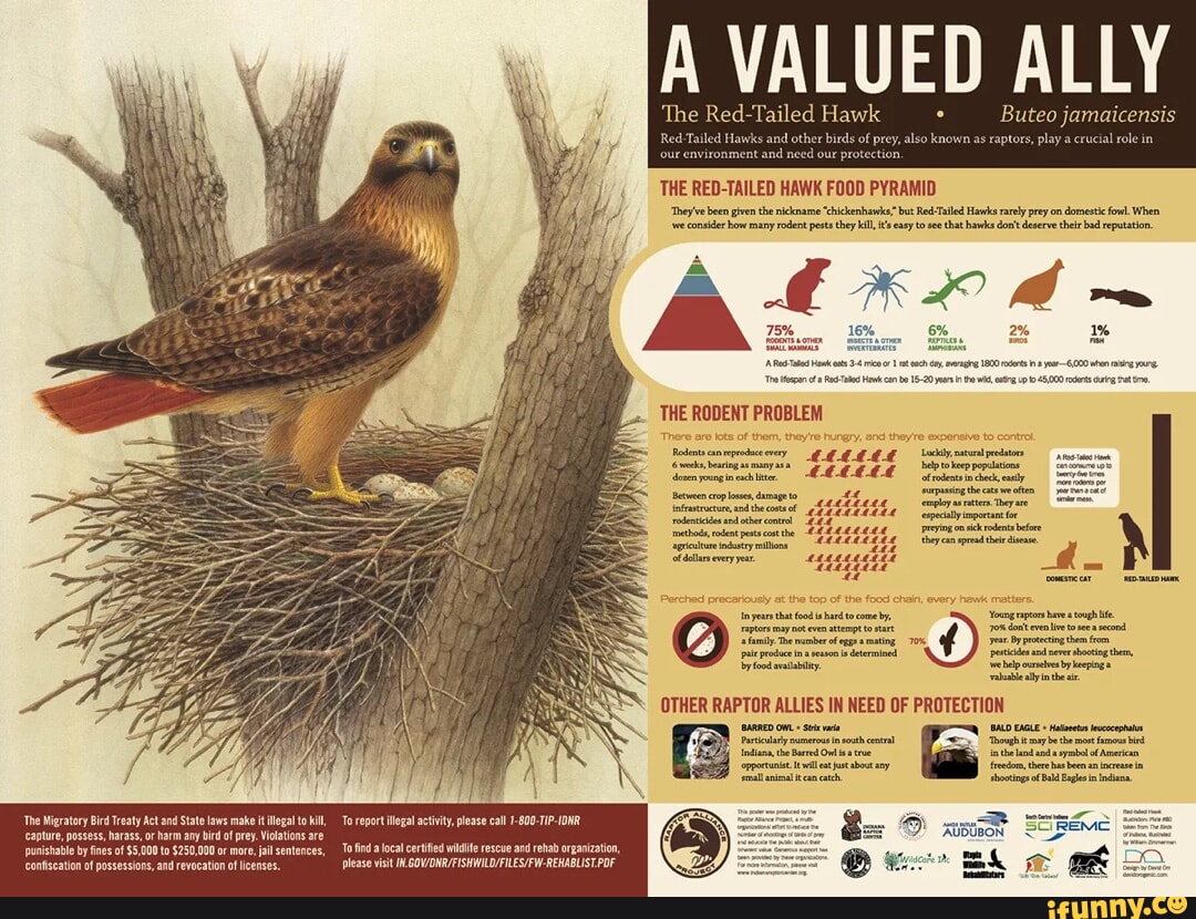 A Red- Hawk VALUED ALLY The Red- 'Tailed vk Buteo jamaicensis 'we ...