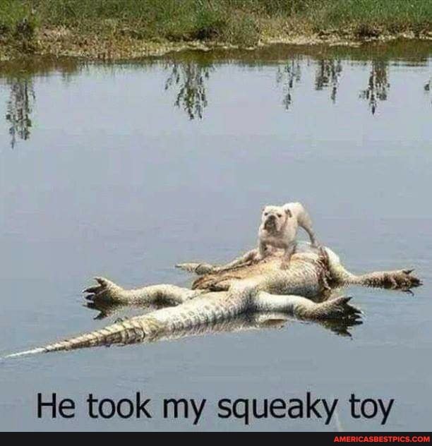 He took my squeaky toy