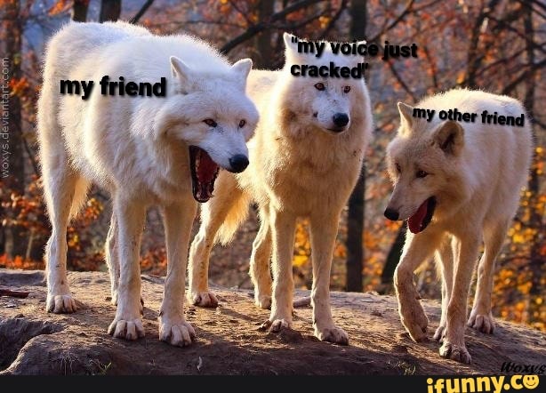 Laughingwolf memes. Best Collection of funny Laughingwolf pictures on iFunny