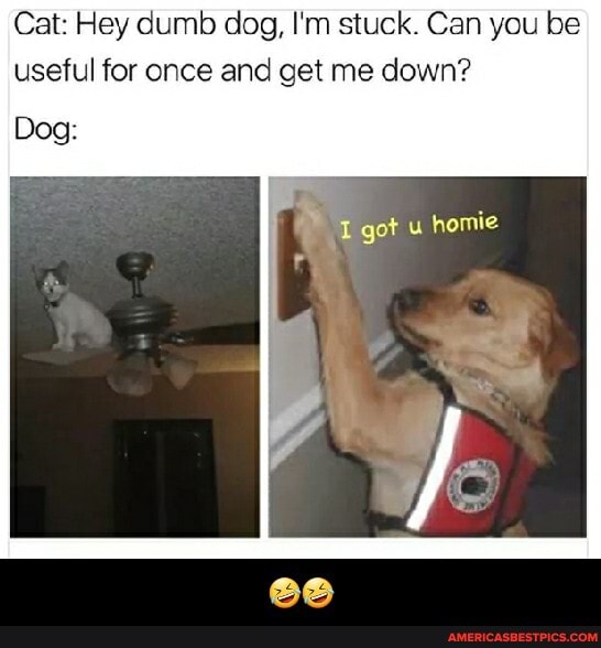 Cat: Hey dumb dog, I'm stuck. Can you be useful for once and get me down?
got home
Dog: - đŸ¤£đŸ¤£