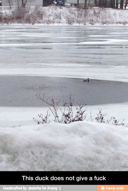 This duck does not give a fuck - This duck does not give a fuck