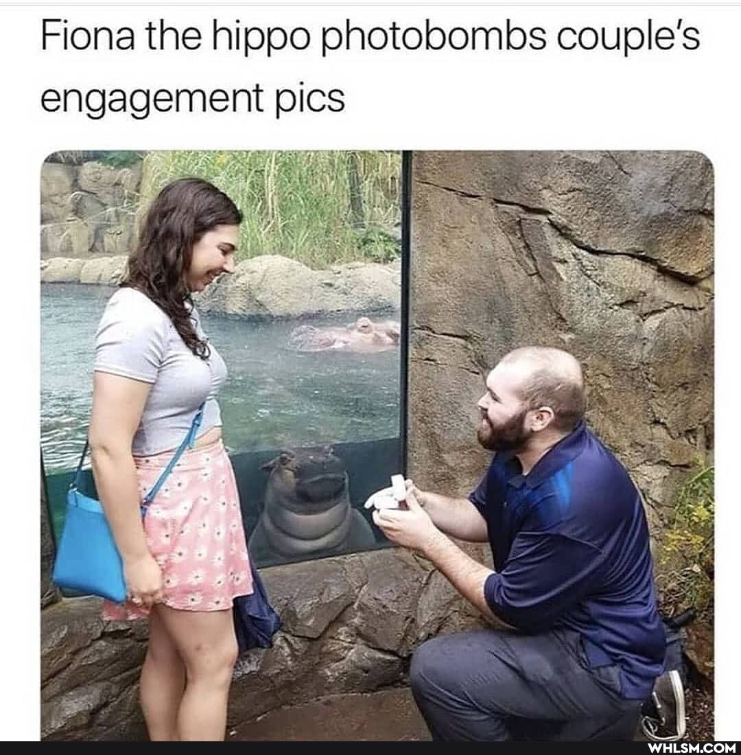 Fiona the hippo photo couple's engagement pics