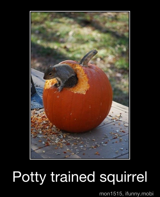 Potty trained squirrel Potty trained squirrel )