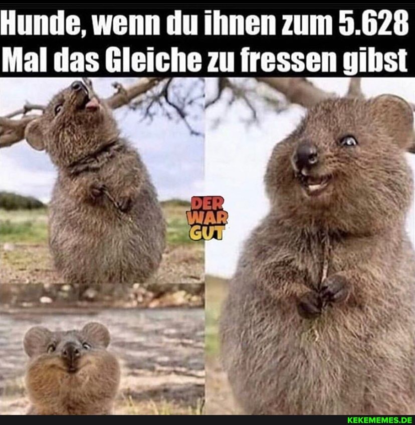 Hunde, wenn du ihnen zum 5.628
Mal das Gleiche zu fressen gihs
HER