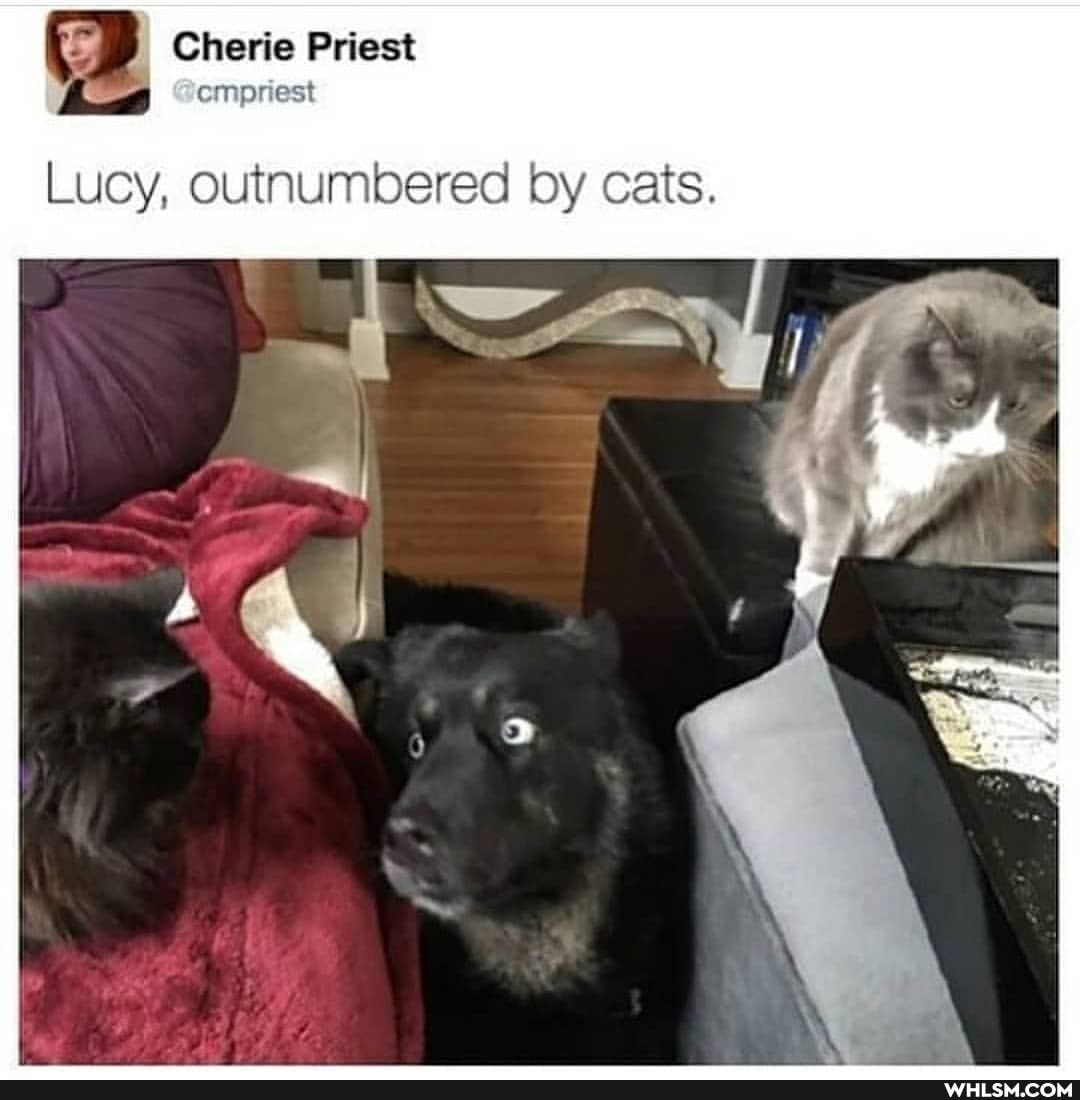 Cherie Priest
Lucy, outnumbered by cats.