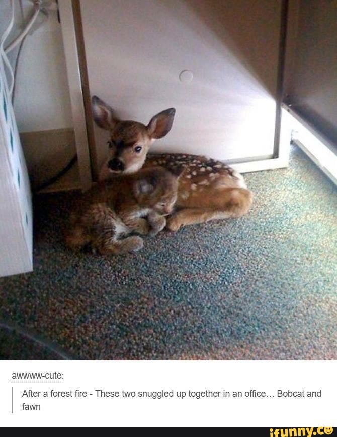 Fantastic Feline memes 2 - awwww-cute: fawn After a forest fire - These ...