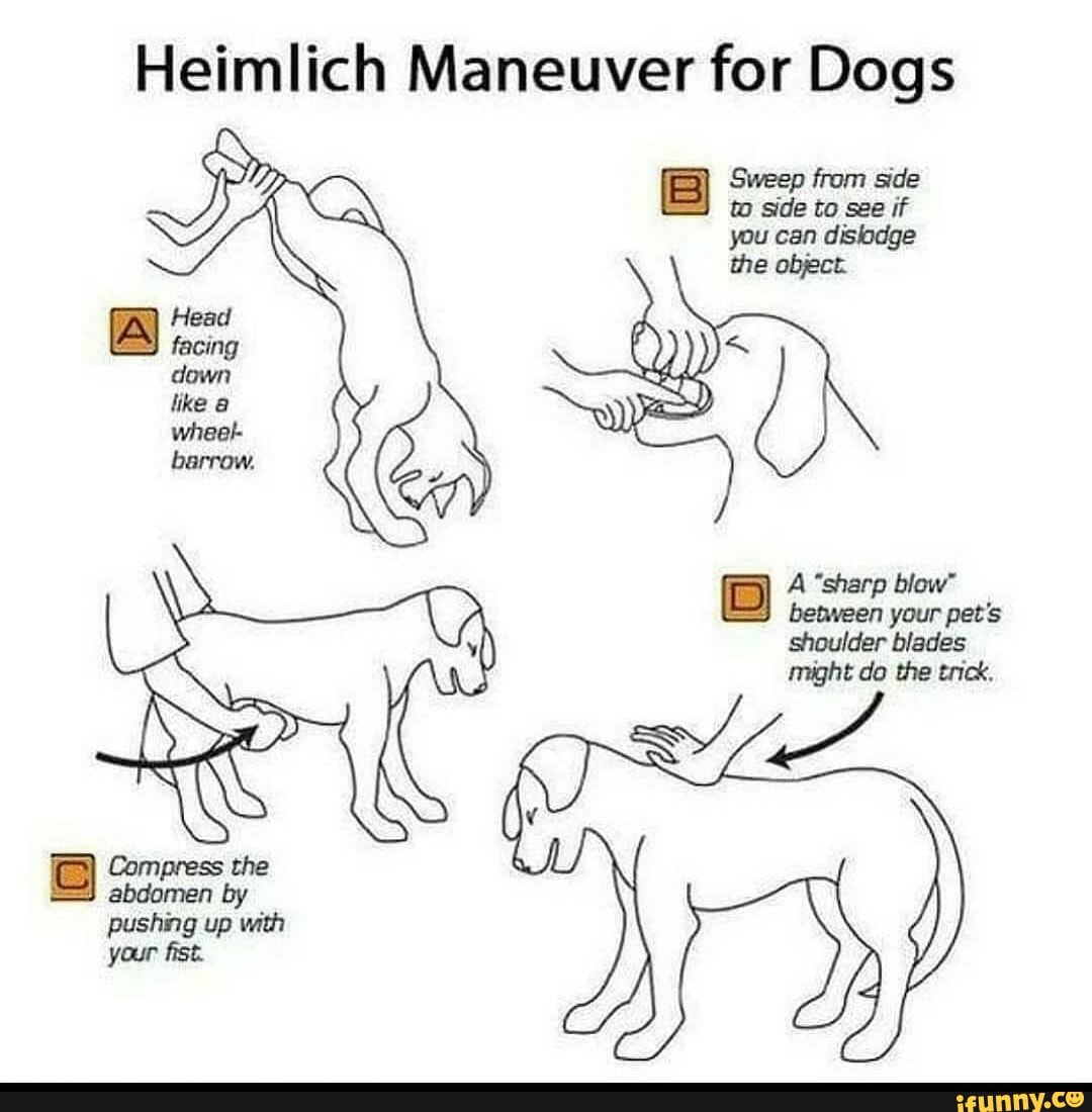 heimlich-maneuver-for-dogs-facing-barrow-sweep-from-side-to-side-to