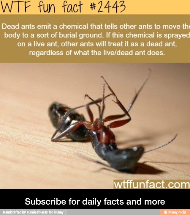 WTF fun fact 47445
Subscribe for daily facts and more - Subscribe for daily facts and more