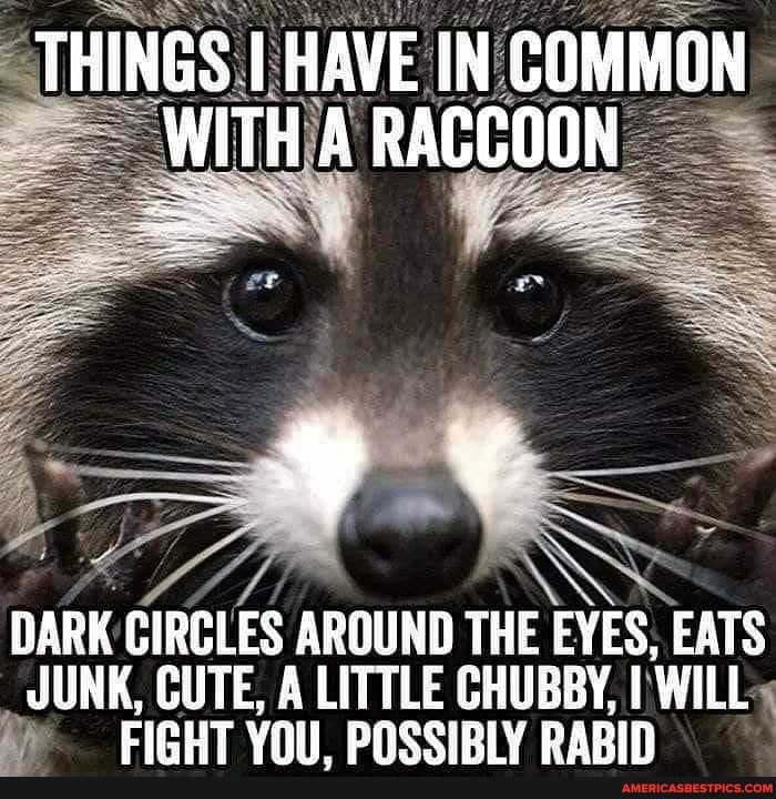 THINGS HAVE IN. COMMON WITHIA
DARK CIRCLES AROUND THE EYES, EATS JUNK, CUTE, A LITTLE CHUBBY, WILL FIGHT YOU, POSSIBLY RABID