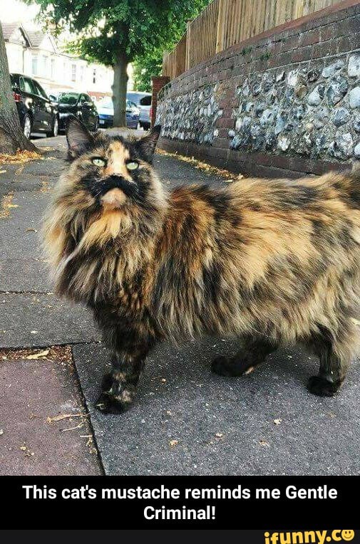 This cat's mustache reminds me Gentle
Criminal! - This cat's mustache reminds me Gentle Criminal!